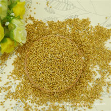 Organic glutinous yellow millet in husk Xiaomi Yellow millet